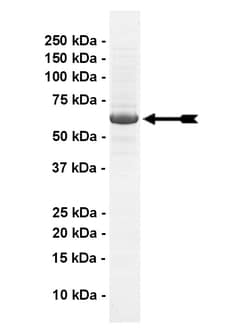 Eurofins DiscoverX Src Protein, Active 10 &mu;g | Buy Online | Eurofins DiscoverX | Fisher Scientific